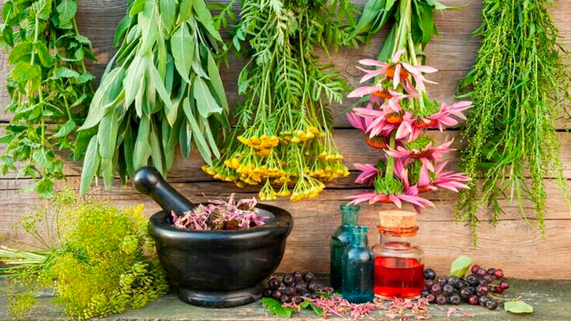 3 Poderosas Plantas que Atraen Amor